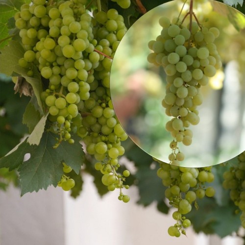 Vitis vinifera 'Veldze' - Harilik viinapuu 'Veldze' C4/4L Vitis vinifera 'Veldze' - Harilik viinapuu 'Veldze' C4/4L